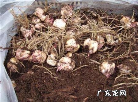 戒烟之后吃什么可以清肺？