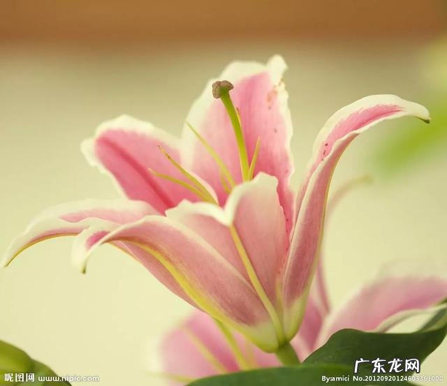 戒烟之后吃什么可以清肺？