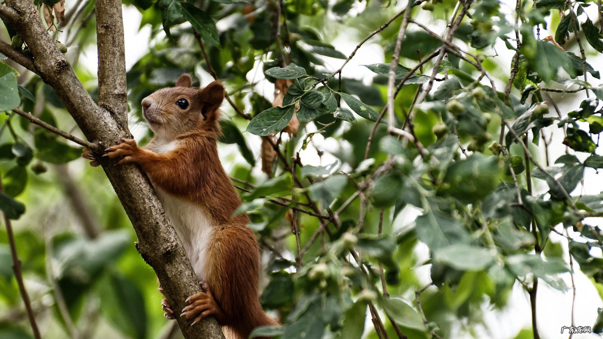怎么样才能减掉肚子上的赘肉啊?