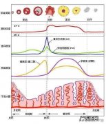 为什么一些女生在来大姨妈之前特别想吃东西呢？