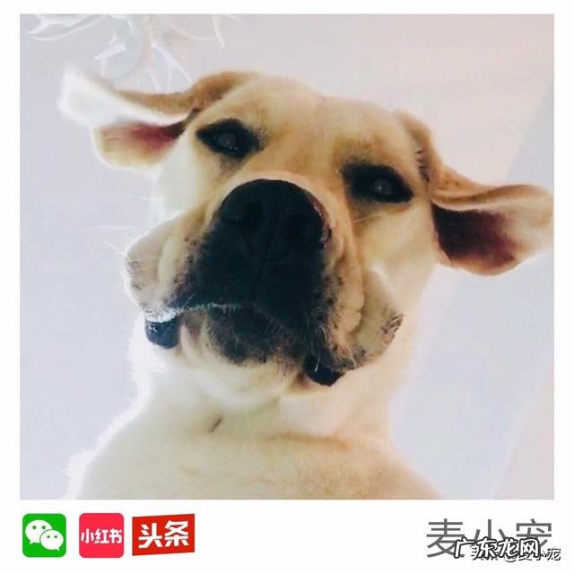 我家狗狗不肯吃狗食，越来越瘦了，怎么办啊