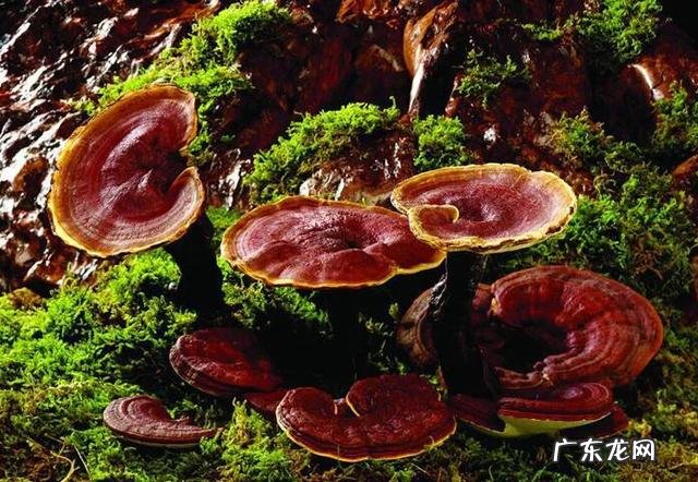 有那些食物或药物具备强抗氧化能力?可以延缓我们的衰老?