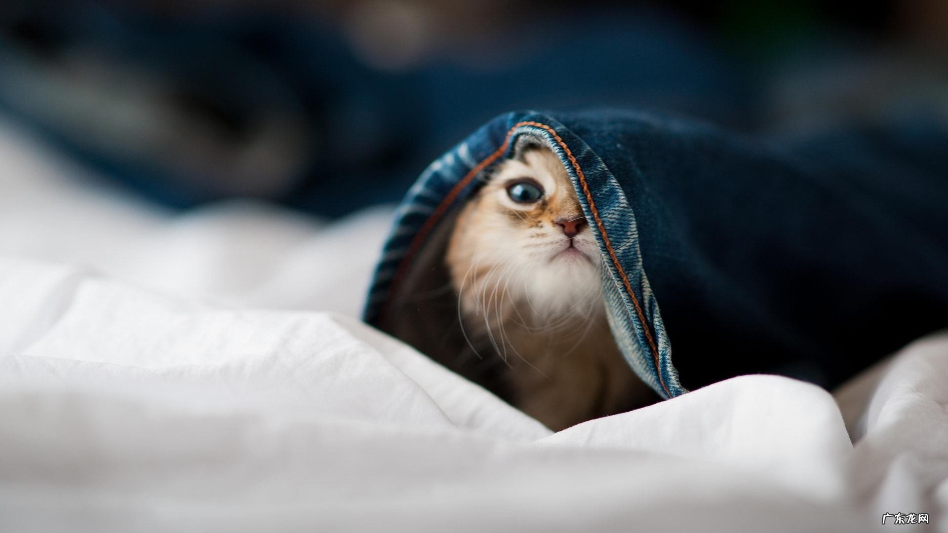 如何在家利用哑铃做无氧运动来减肥