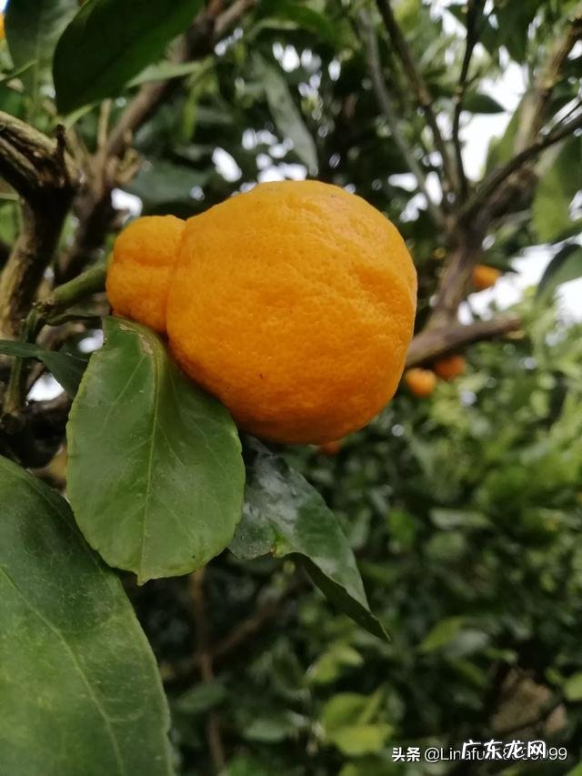 两个月的婴儿嗓子有痰,吃了六天的易坦静还是有痰怎么办?