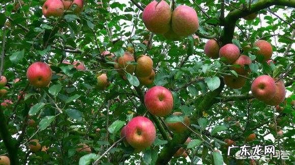 疫情期间,长了那么多肉,甩不掉了怎么办,谁有妙计安我心?