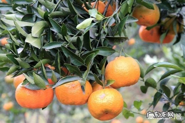 疫情期间,长了那么多肉,甩不掉了怎么办,谁有妙计安我心?