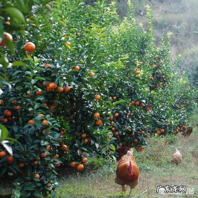 疫情期间,长了那么多肉,甩不掉了怎么办,谁有妙计安我心?