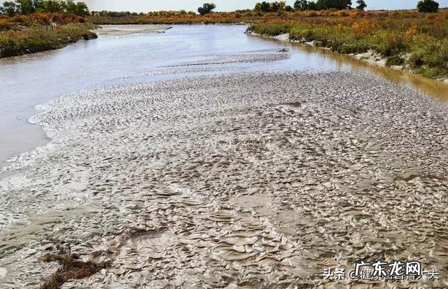 疫情期间,长了那么多肉,甩不掉了怎么办,谁有妙计安我心?