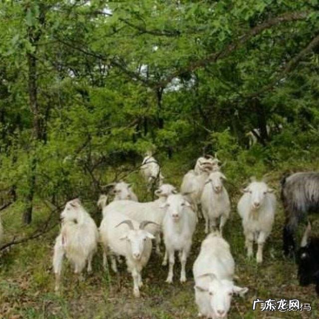 羊为什么喜欢吃盐吃盐有什么好处吗