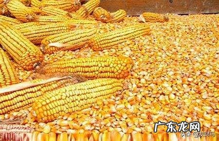 羊为什么喜欢吃盐吃盐有什么好处吗