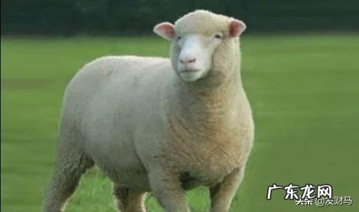 羊为什么喜欢吃盐吃盐有什么好处吗