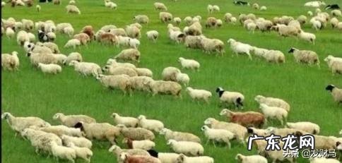 羊为什么喜欢吃盐吃盐有什么好处吗