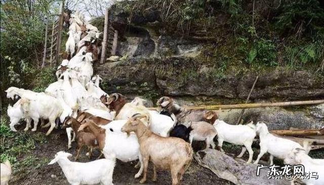 羊为什么喜欢吃盐吃盐有什么好处吗