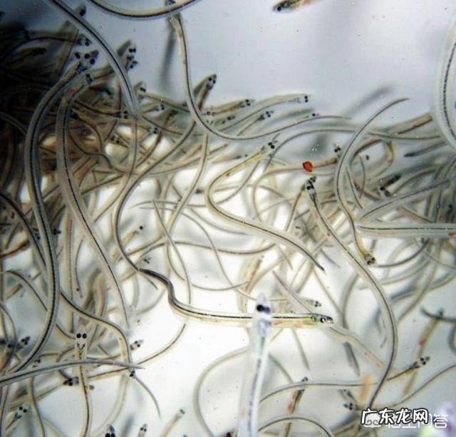 2019年的鳗鱼苗会多吗和什么因素有关