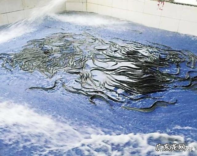 2019年的鳗鱼苗会多吗和什么因素有关