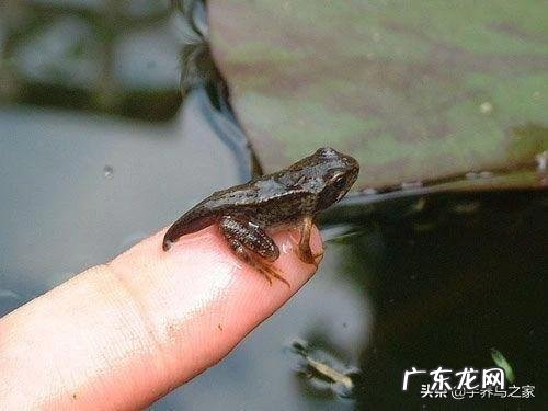 农村池塘里的小蝌蚪，人可以吃吗？