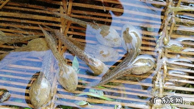 农村池塘里的小蝌蚪，人可以吃吗？