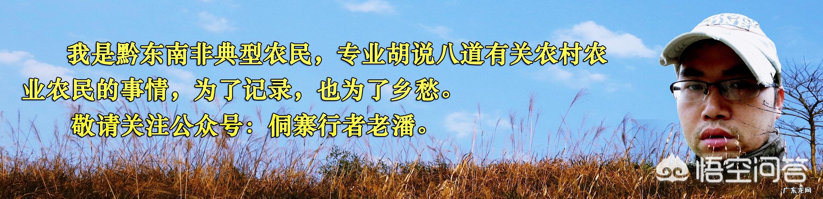 农村池塘里的小蝌蚪，人可以吃吗？