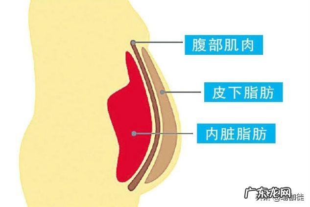 训练腹横肌对收肚凸有效果吗?