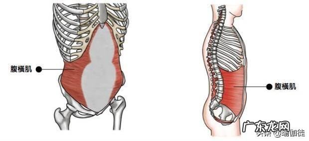 训练腹横肌对收肚凸有效果吗?