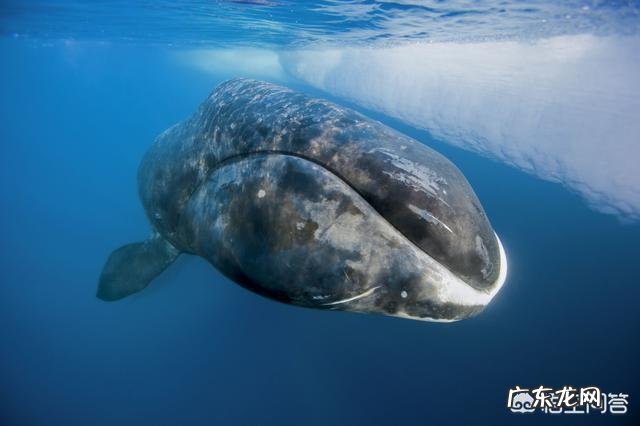 在地球上有哪些哺乳动物的寿命是超过人类的