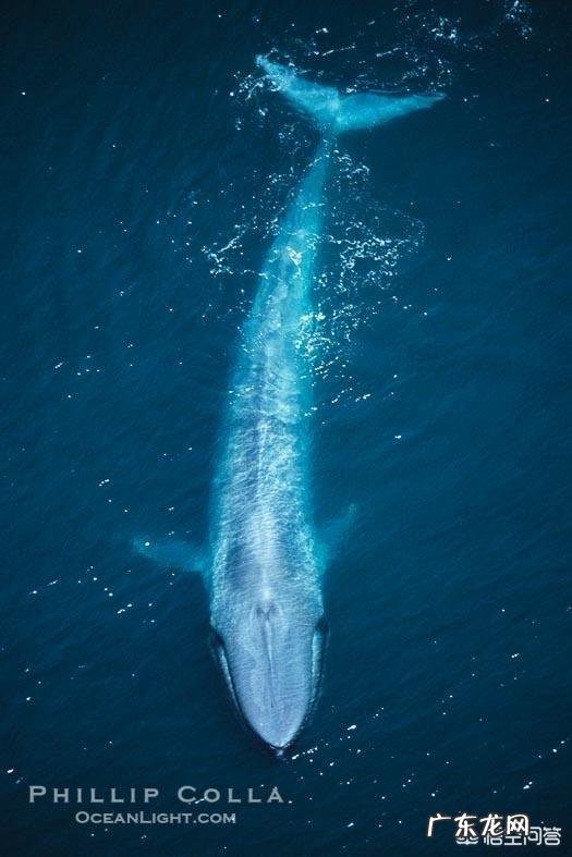在地球上有哪些哺乳动物的寿命是超过人类的