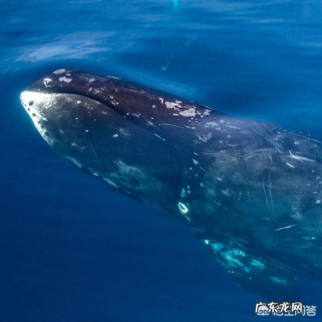 在地球上有哪些哺乳动物的寿命是超过人类的