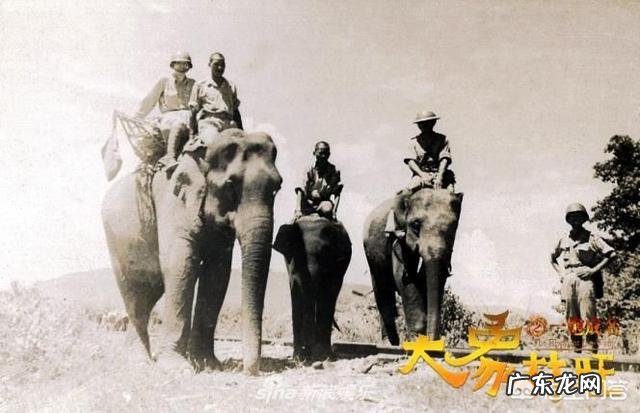 在地球上有哪些哺乳动物的寿命是超过人类的