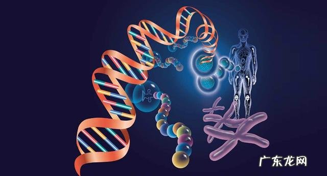 BIM1基因有谁能描述解释下，这是作用于哪些疾病