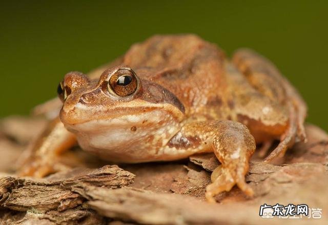 长出两条后腿的小蝌蚪吃什么?