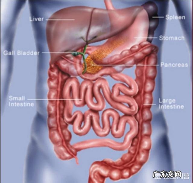 为什么会胃疼、胃酸?如何缓解? 如何快速解决胃酸胃疼