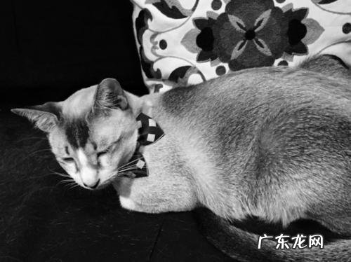 猫咪突然不吃不喝没精神怎么办 猫咪不吃不喝可以活几天?