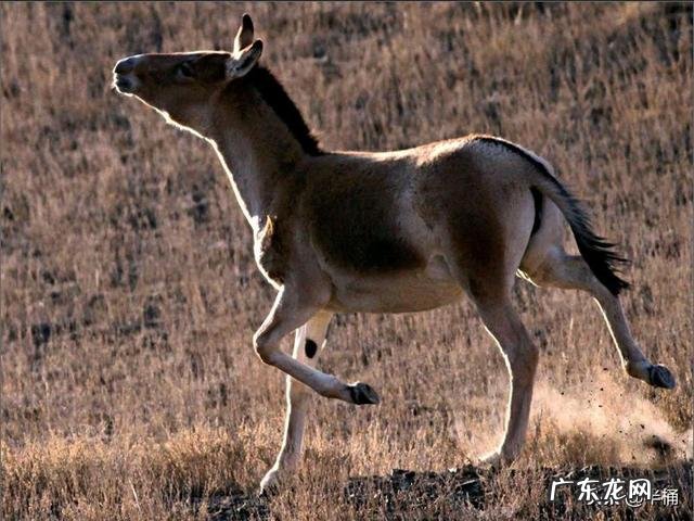 蒙古野驴是一种怎样的动物？