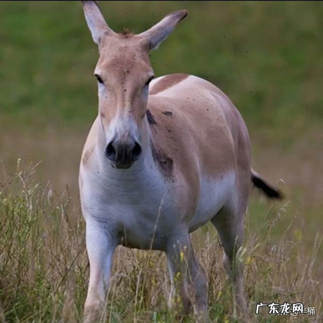 蒙古野驴是一种怎样的动物？