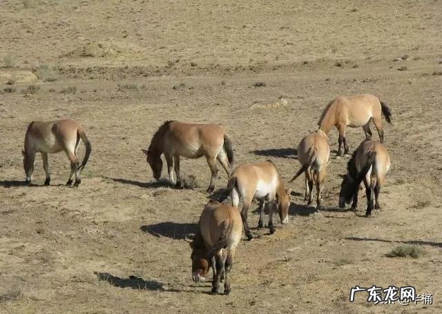 蒙古野驴是一种怎样的动物？
