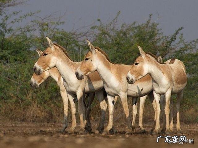 蒙古野驴是一种怎样的动物？