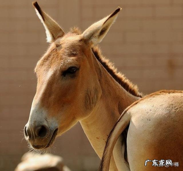 蒙古野驴是一种怎样的动物？