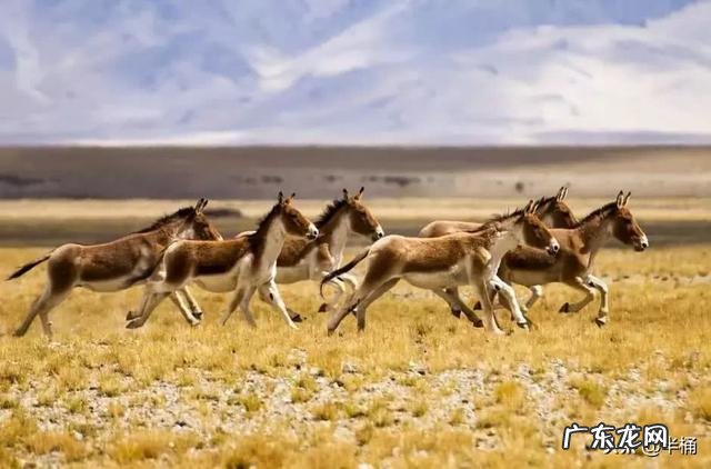 蒙古野驴是一种怎样的动物？