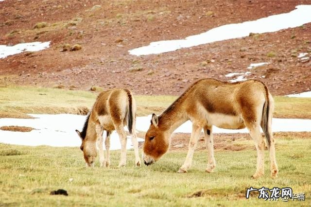 蒙古野驴是一种怎样的动物？