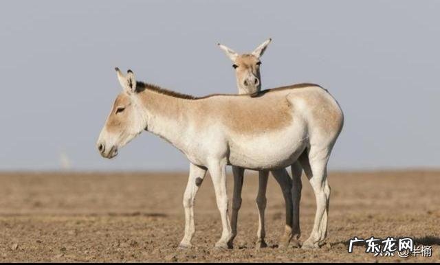 蒙古野驴是一种怎样的动物？