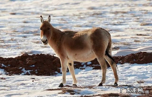 蒙古野驴是一种怎样的动物？