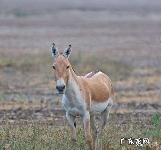 蒙古野驴是一种怎样的动物？