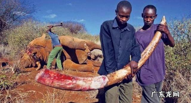 非洲人吃不吃大象?大象肉好吃吗?
