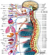 颈椎病分几种？表现是什么？