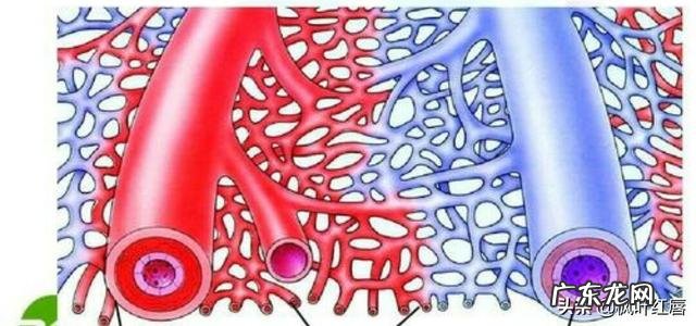 生命的根脉精化为一字，文化根脉即此字，这个首要diyi字是什么？