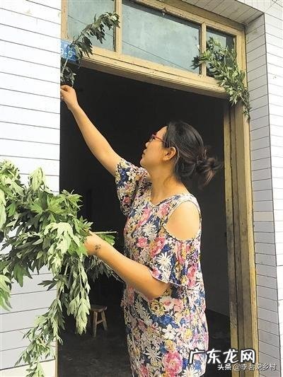 有谁知道那儿有艾草种植?