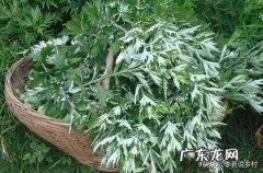 有谁知道那儿有艾草种植？