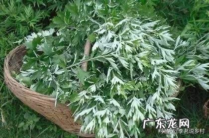 有谁知道那儿有艾草种植?