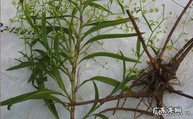 有谁知道那儿有艾草种植?