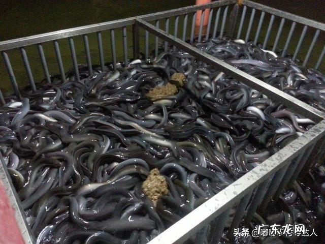 季节交替如何做好鳗鱼的投喂工作